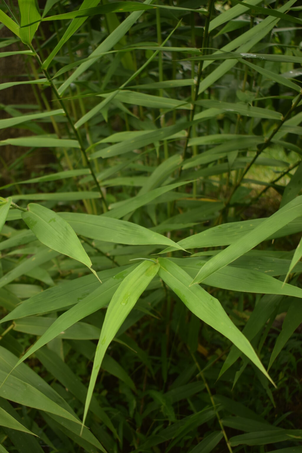 Thysanolaena maxima -Tiger grass - Online shopping site for Bamboo ...